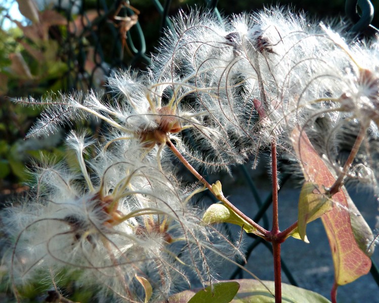 Fonds d'cran Nature Fleurs chevrefeuille  la fin de l't