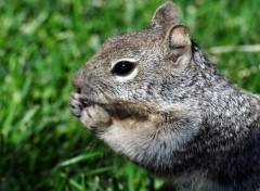 Fonds d'cran Animaux De profil...