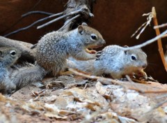 Fonds d'cran Animaux les enfants s'amusent