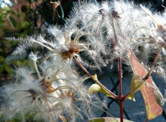 Fonds d'cran Nature chevrefeuille  la fin de l't