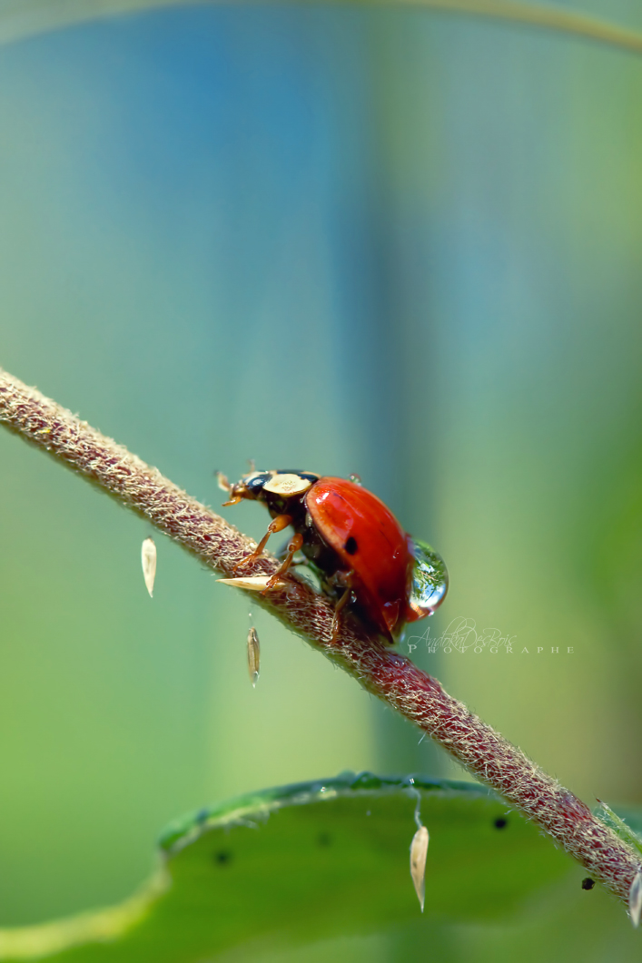 Fonds d'cran Animaux Insectes - Coccinelles Porteuse d'eau