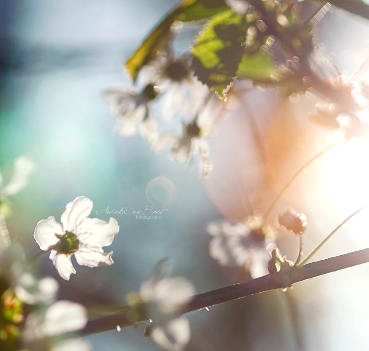 Fonds d'cran Nature Fleurs A contre jour