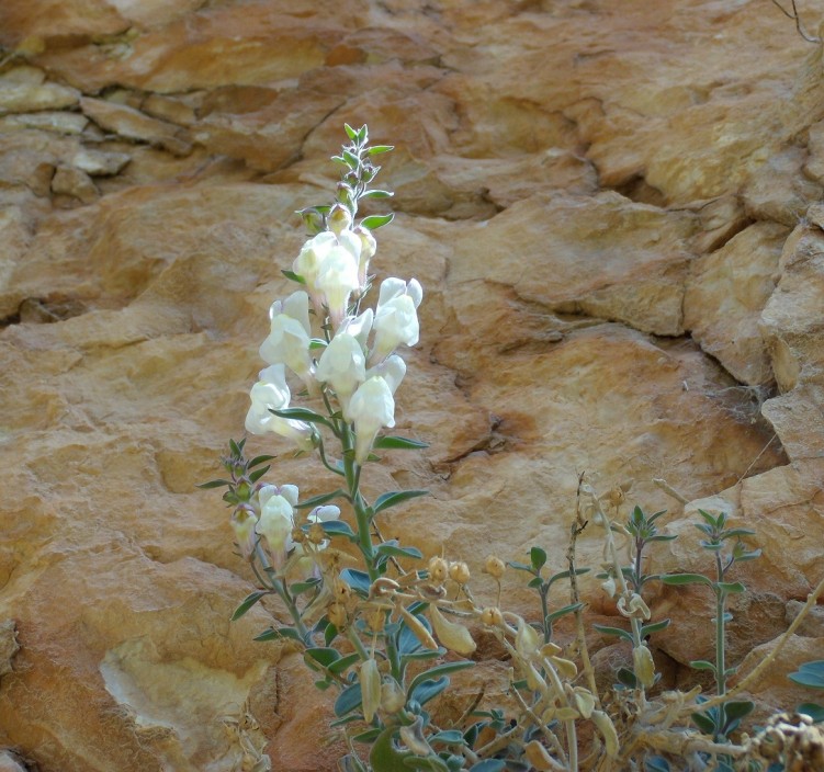 Fonds d'cran Nature Fleurs Fleur sauvage