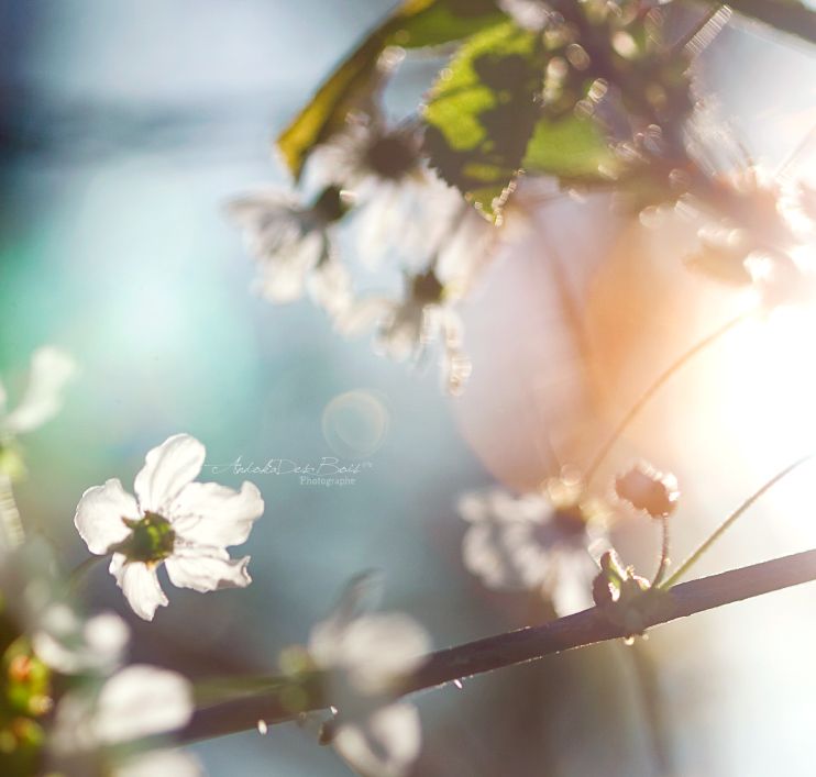 Wallpapers Nature Flowers A contre jour