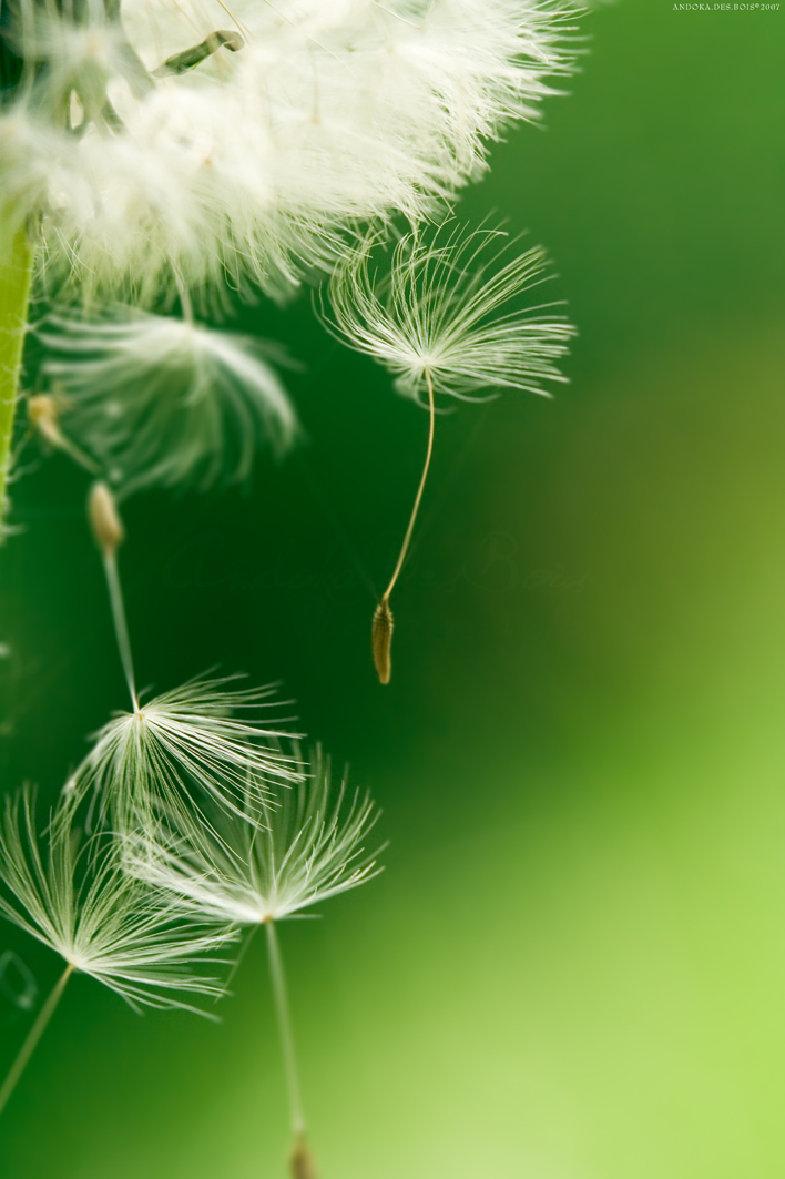 Fonds d'cran Nature Fleurs Fragile