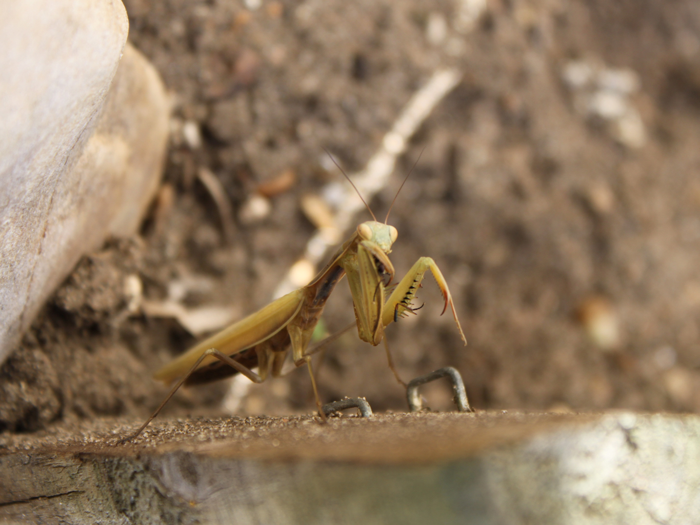 Fonds d'cran Animaux Insectes - Mantes religieuses 