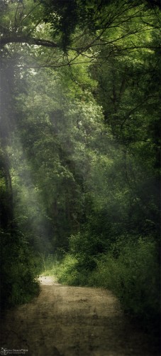 Fonds d'cran Nature Arbres - Forts Promenade