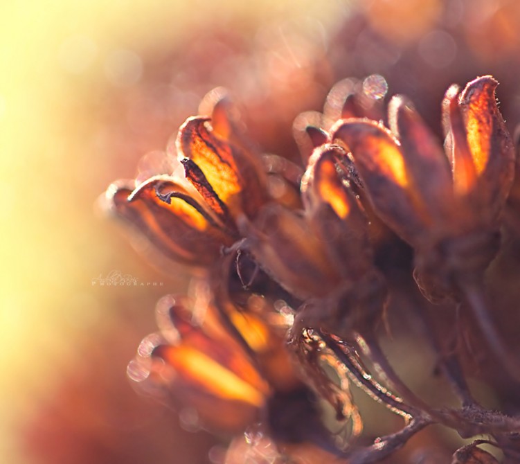 Wallpapers Nature Plants - Shrubs Le feu.