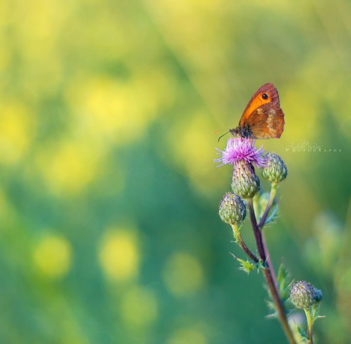 Fonds d'cran Animaux Insectes - Papillons Petit papillon