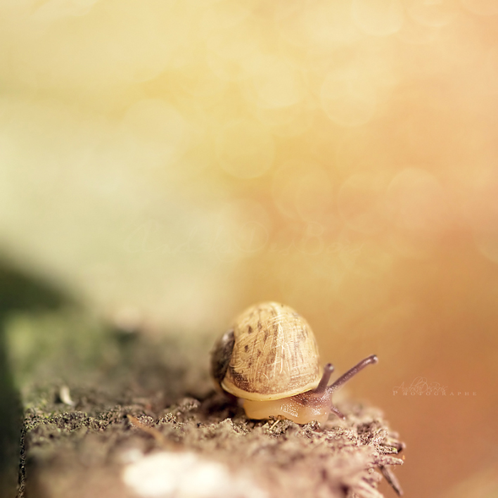 Wallpapers Animals Snails - Slugs Maison d'automne.