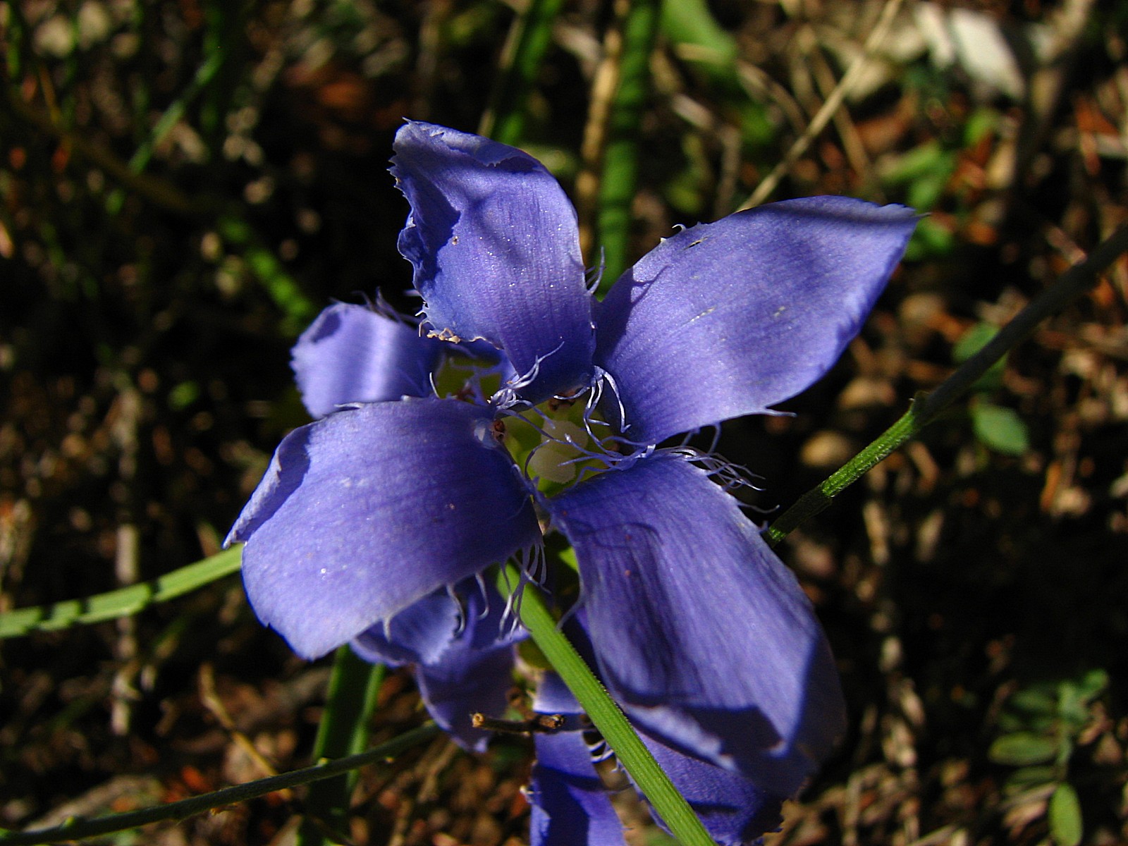 Wallpapers Nature Flowers gentiane cilie