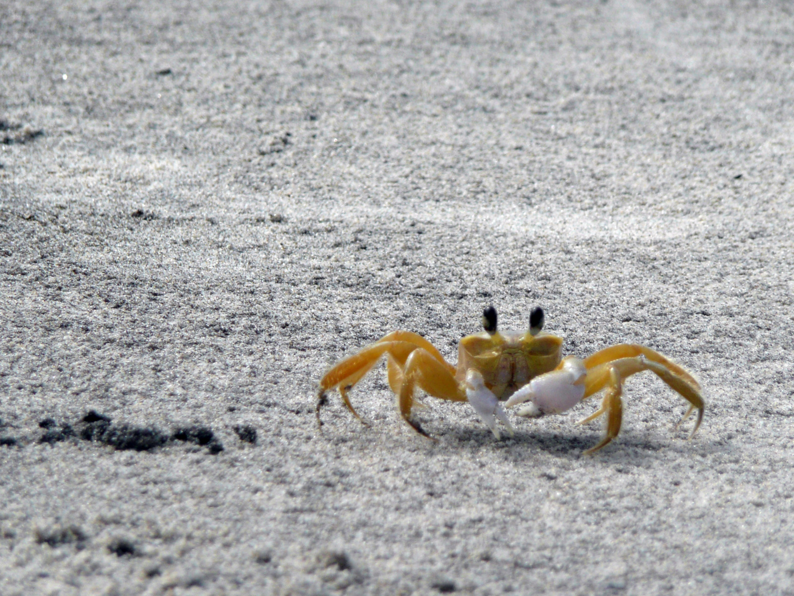 Fonds d'cran Animaux Vie marine - Crustacs crabe