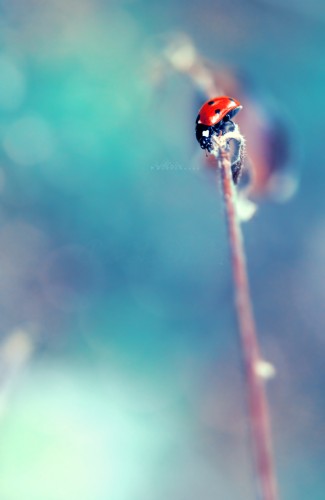 Wallpapers Animals Insects - Ladybugs En suret