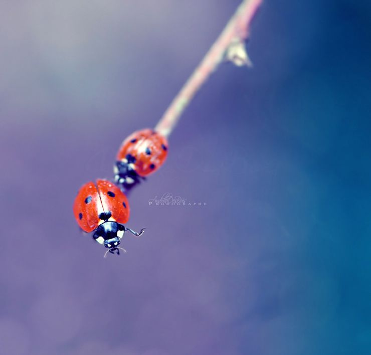 Wallpapers Animals Insects - Ladybugs En file indienne.