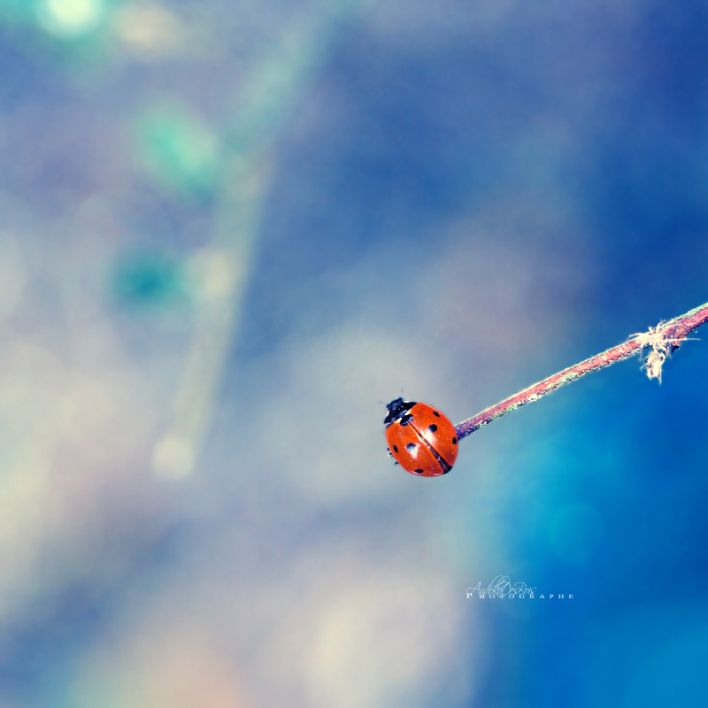 Wallpapers Animals Insects - Ladybugs En file indienne. Seule.