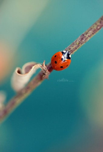 Fonds d'cran Animaux Insectes - Coccinelles Au revoir t.