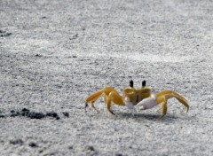 Wallpapers Animals crabe