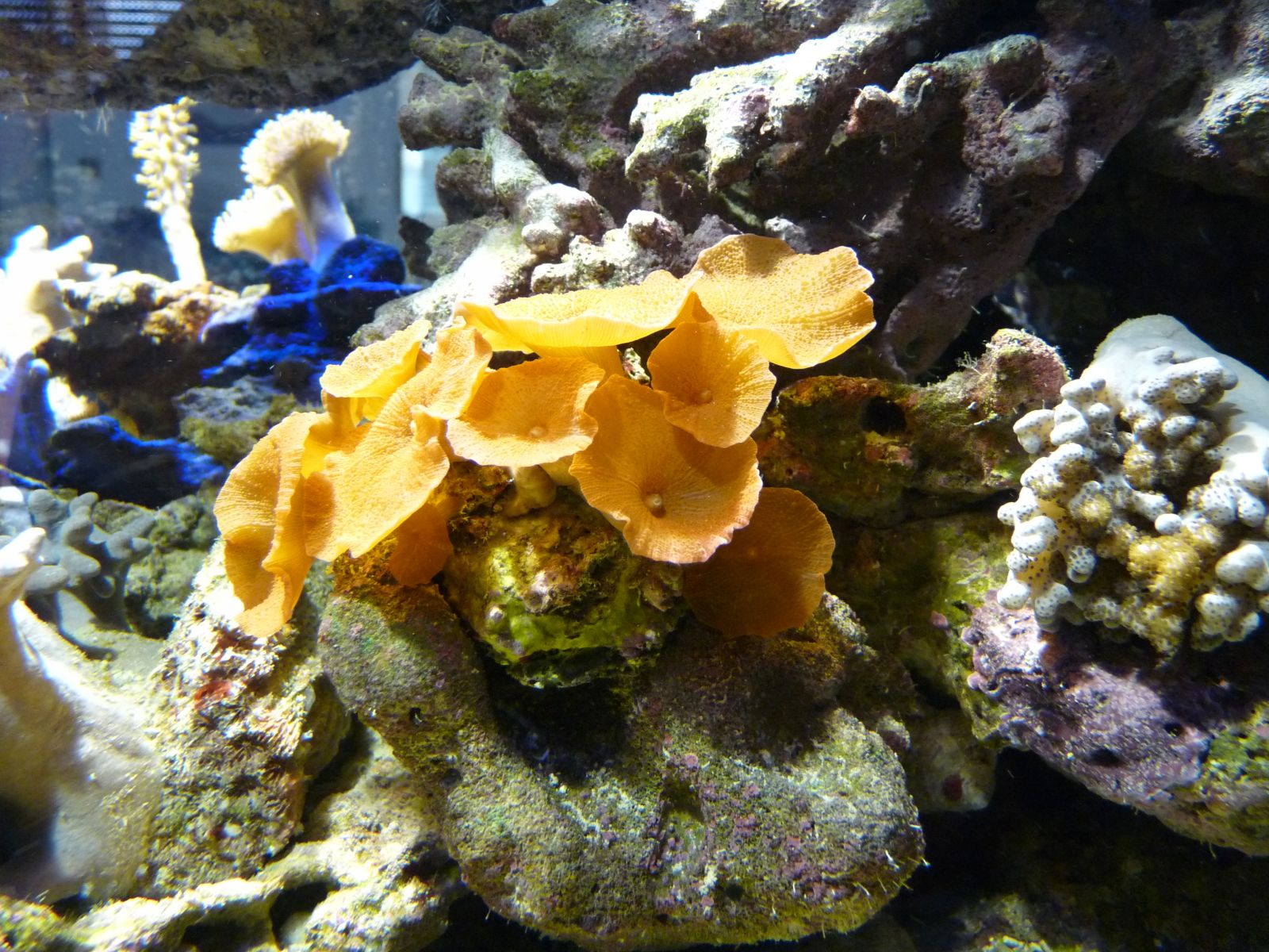 Wallpapers Animals Sealife - Corals 