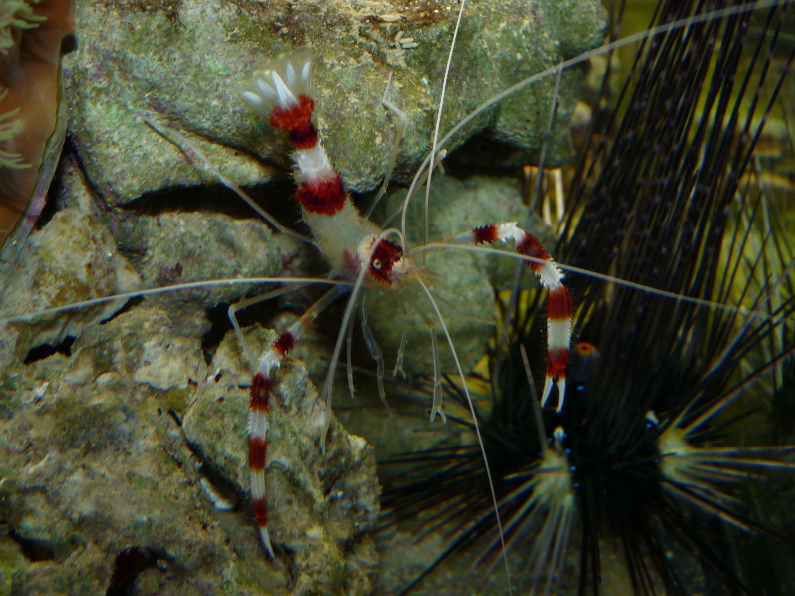 Fonds d'cran Animaux Vie marine - Crustacs 