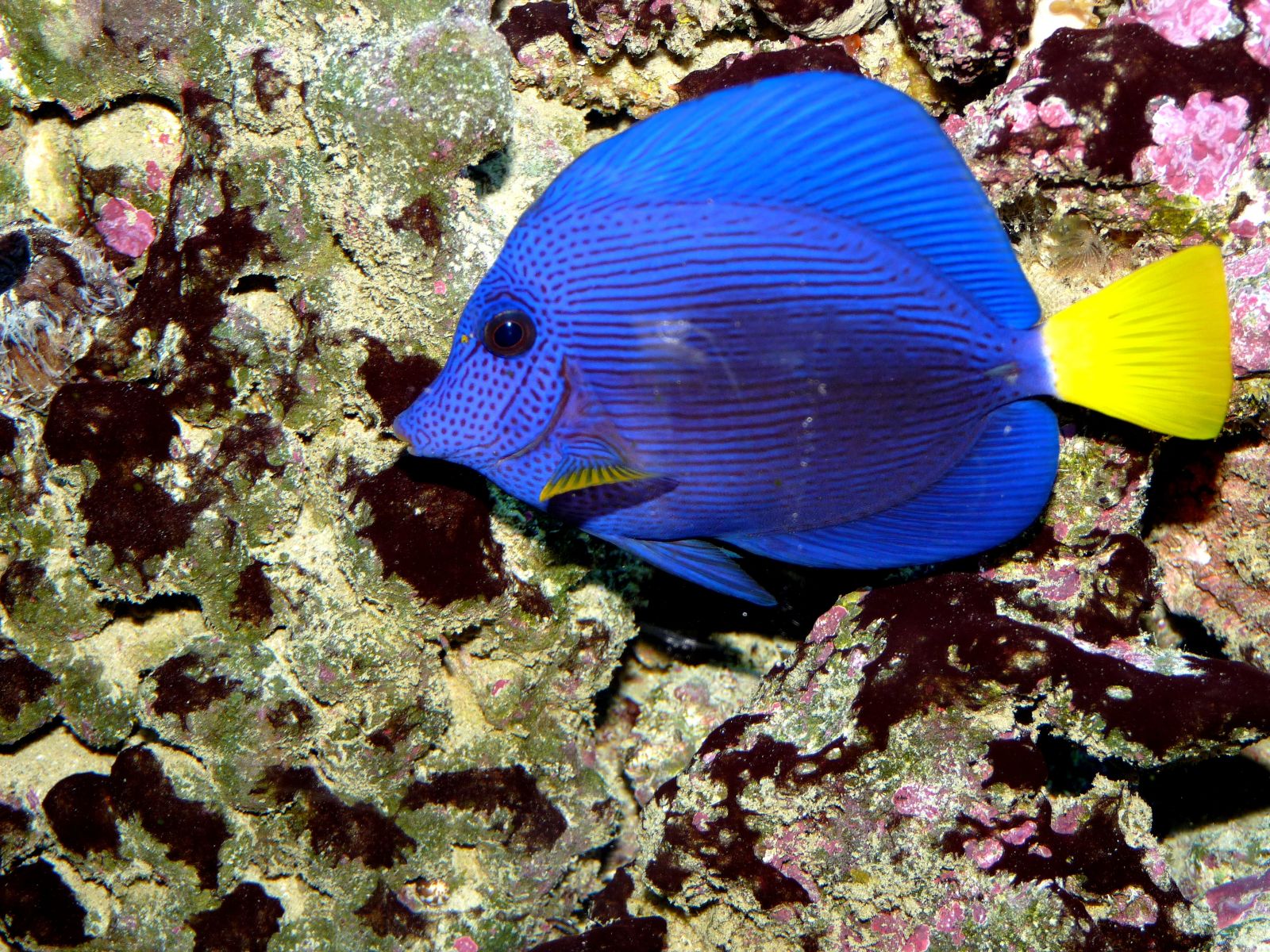 Wallpapers Animals Sealife - Fishes 