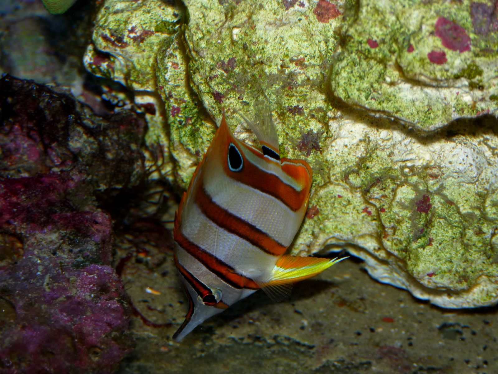 Fonds d'cran Animaux Vie marine - Poissons 