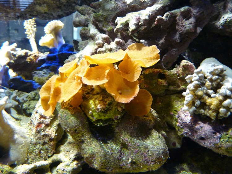 Wallpapers Animals Sealife - Corals Wallpaper N269138