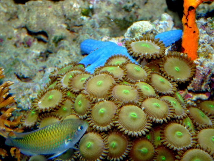 Wallpapers Animals Sealife - Corals Wallpaper N269139