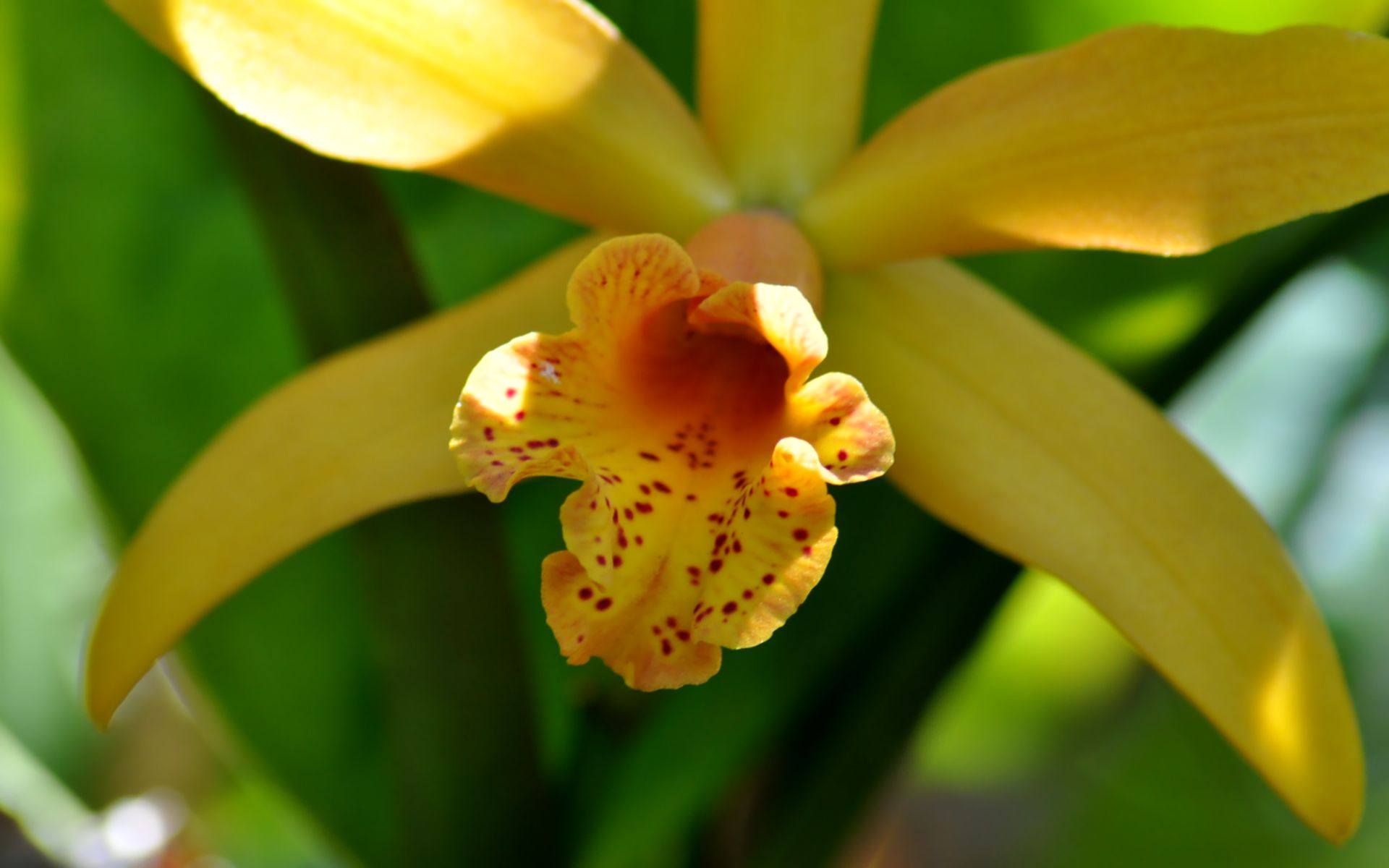 Wallpapers Nature Flowers orchide du jardin