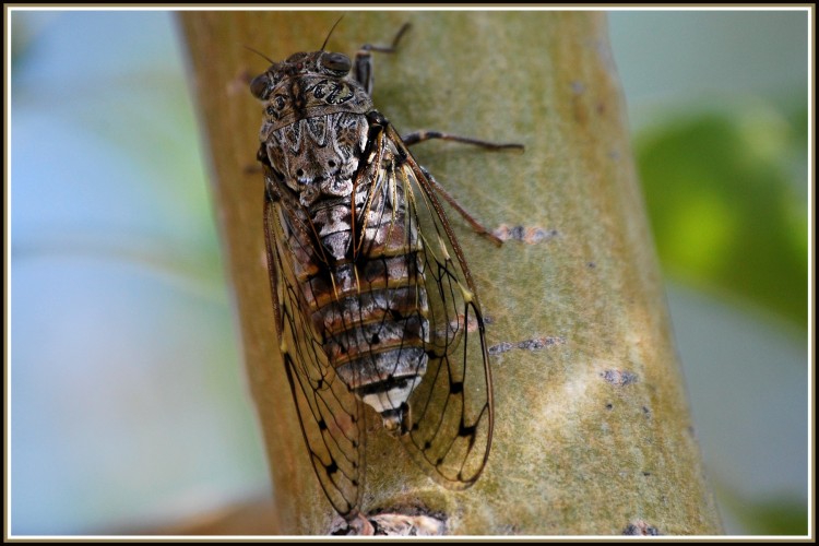 Wallpapers Animals Insects - Cicadas Cigale