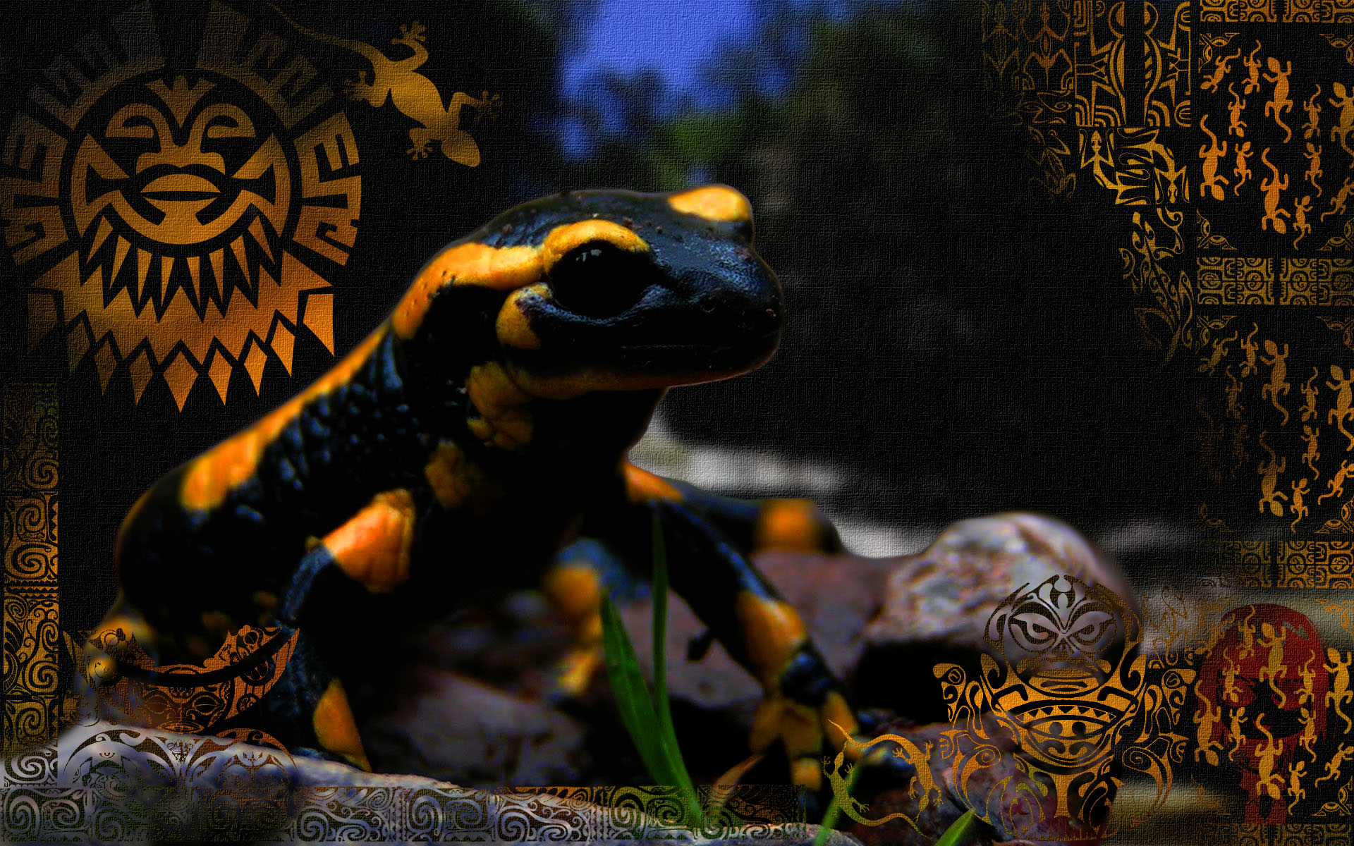 Wallpapers Animals Salamanders 