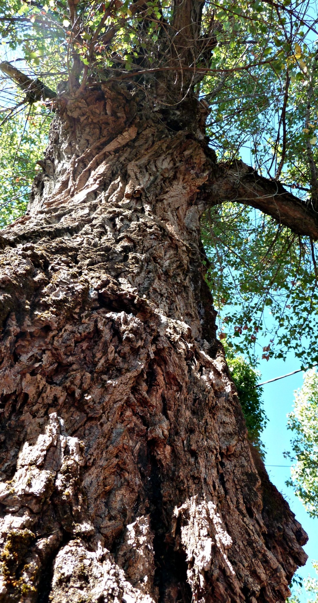 Fonds d'cran Nature Arbres - Forts un vieux peuplier