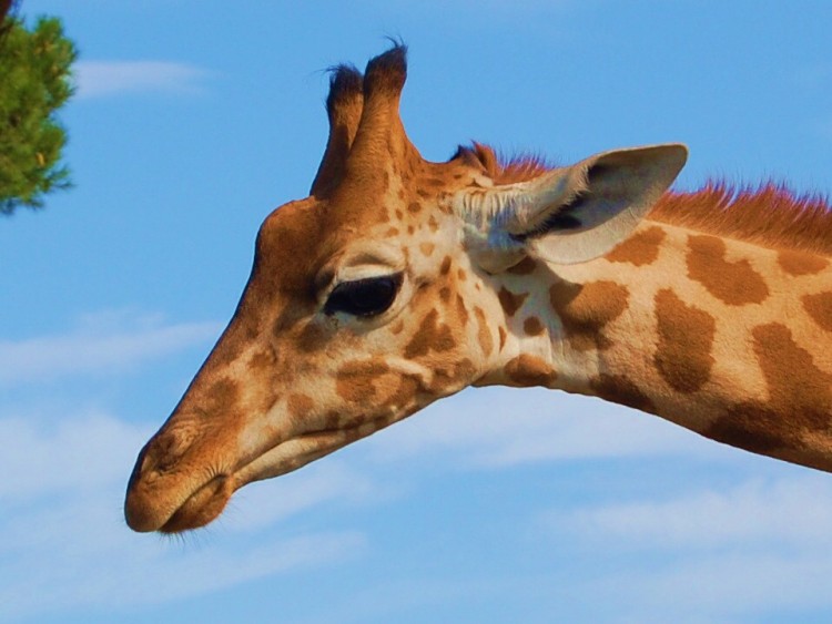 Fonds d'cran Animaux Girafes zoo la barben