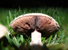 Fonds d'cran Nature Champignon 