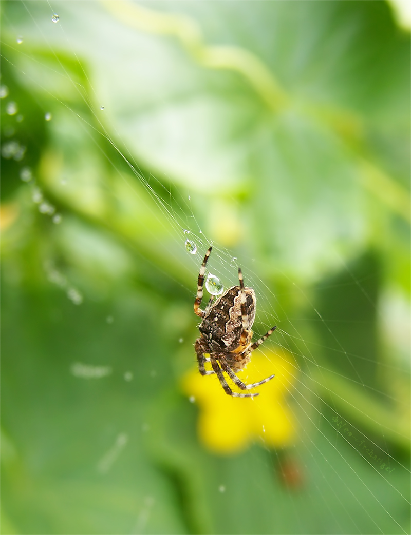 Wallpapers Animals Spiders Suspendu