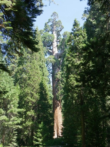 Wallpapers Nature Trees - Forests sequoia