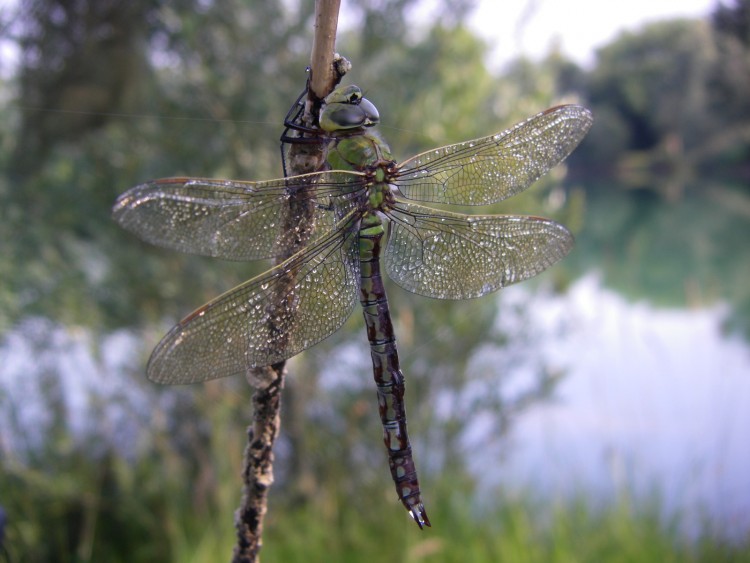 Wallpapers Animals Insects - Dragonflies Pose d'une libellule