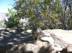 Fonds d'cran Animaux Image sans titre N269436