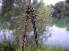 Fonds d'cran Animaux Pose d'une libellule