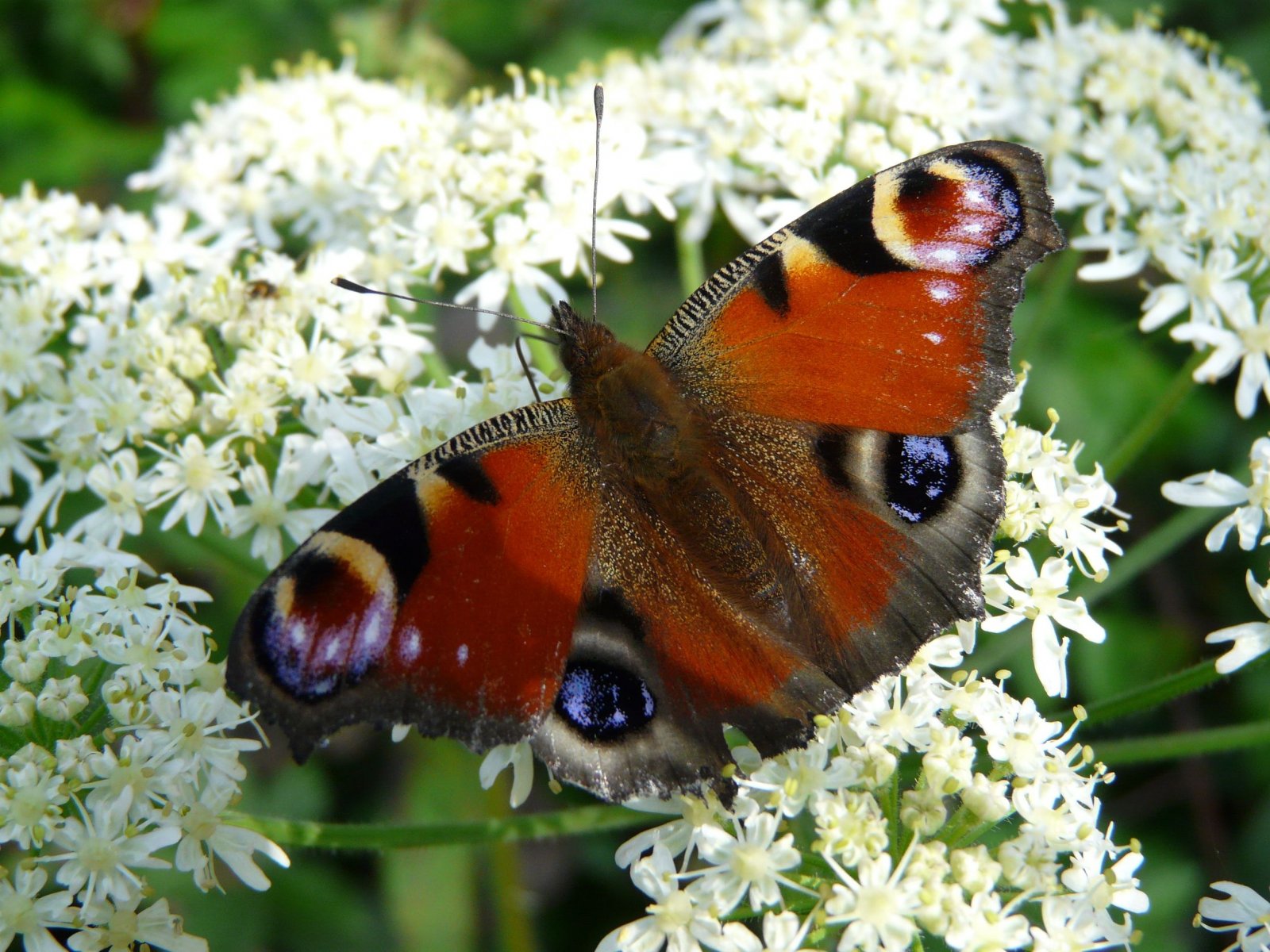 Fonds d'cran Animaux Insectes - Papillons papillon