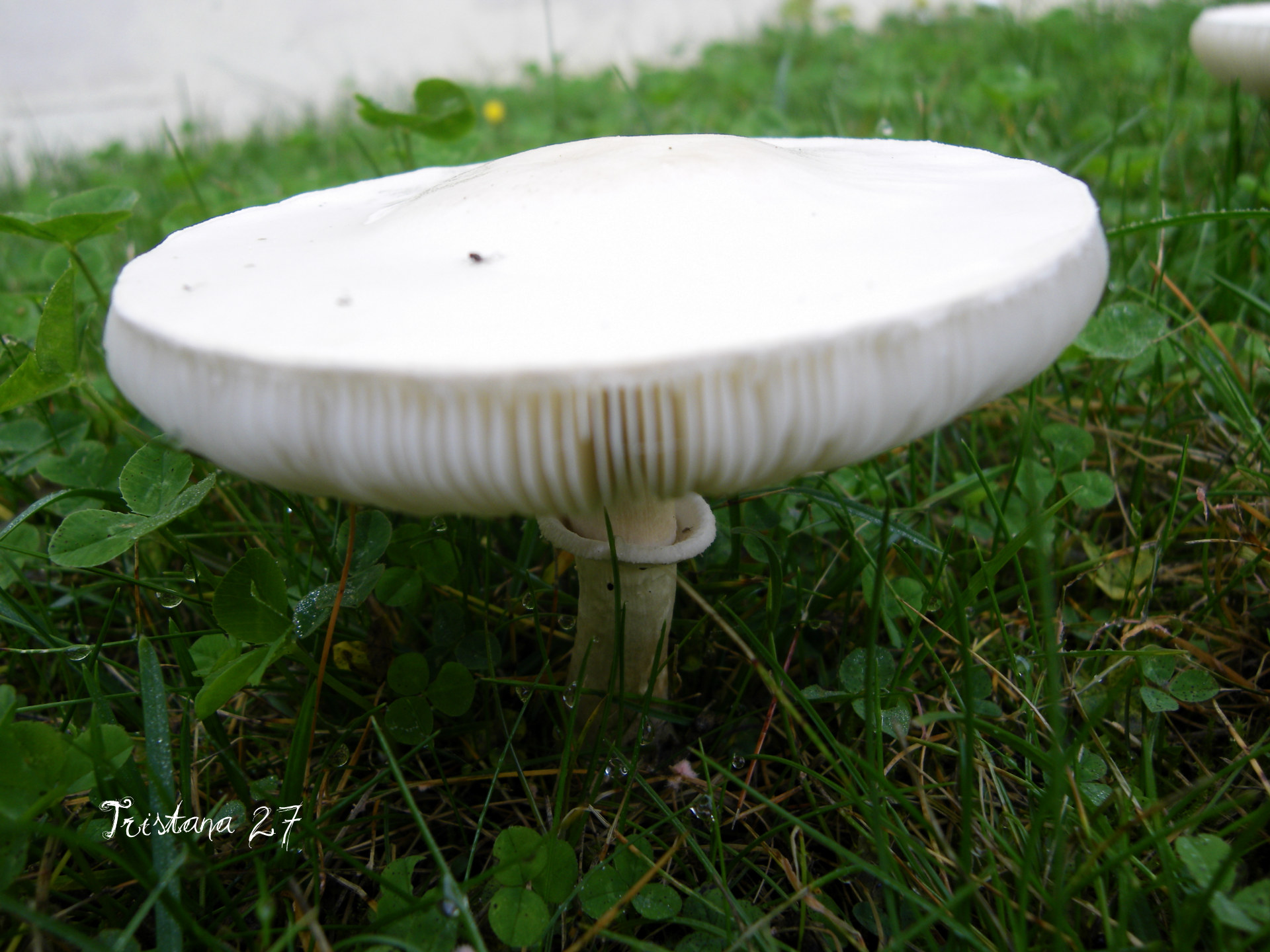 Fonds d'cran Nature Champignons Champignon de l'Automne... 1