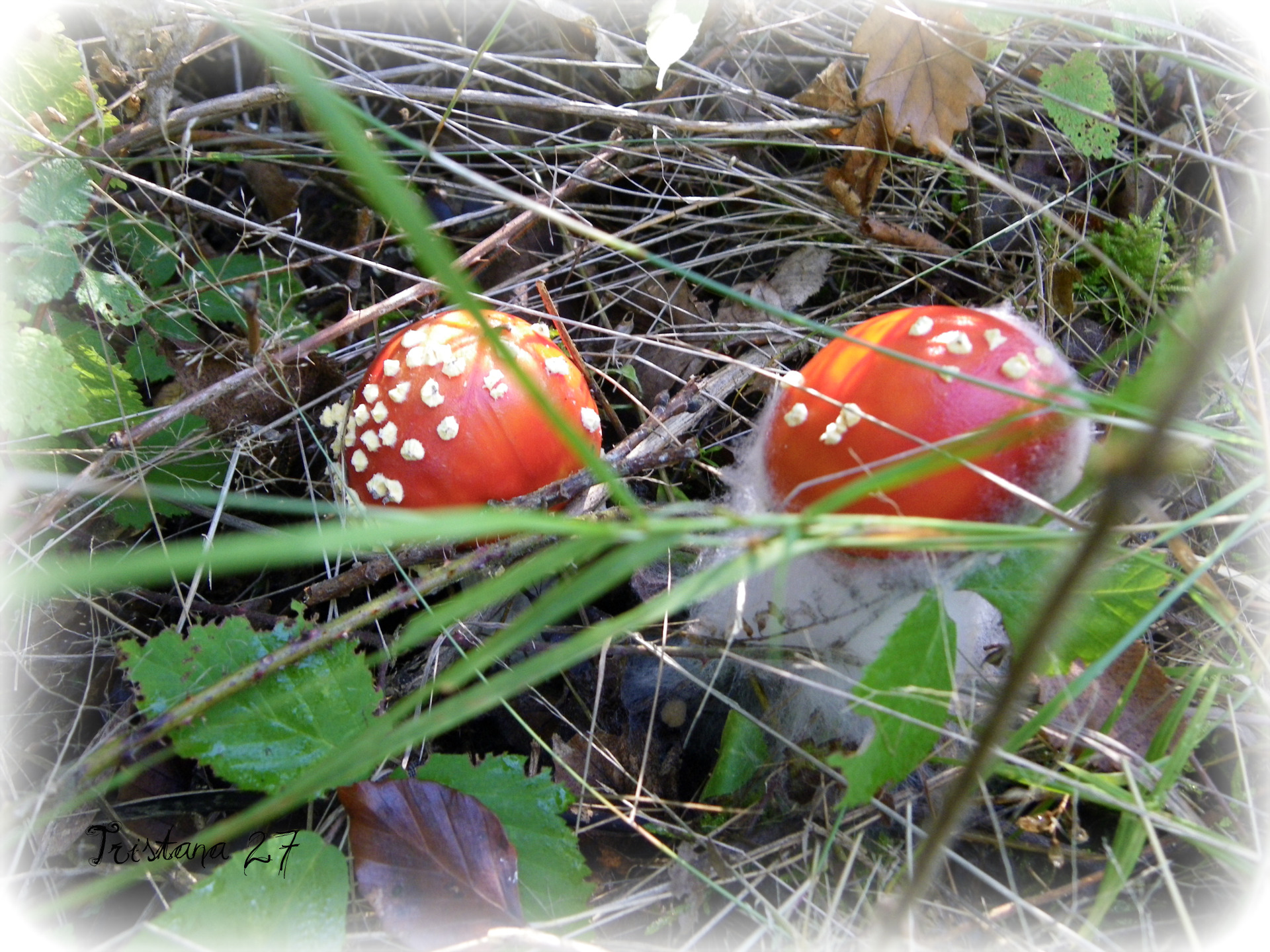 Fonds d'cran Nature Champignons Champignons d'Automne...1