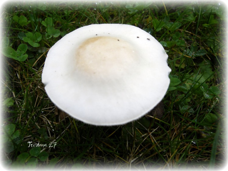 Fonds d'cran Nature Champignons Champignon de l'Automne... 2