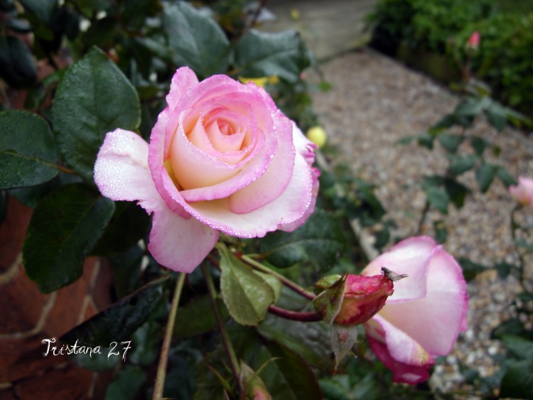 Fonds d'cran Nature Fleurs Petite mouche sur coeur de rose...