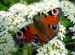 Fonds d'cran Animaux papillon