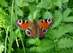 Wallpapers Animals papillon