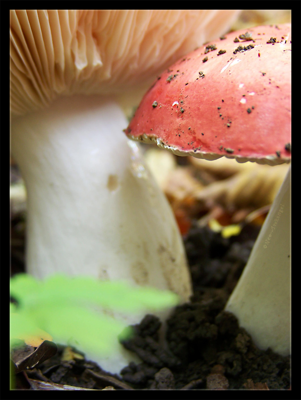 Wallpapers Nature Mushrooms Duo