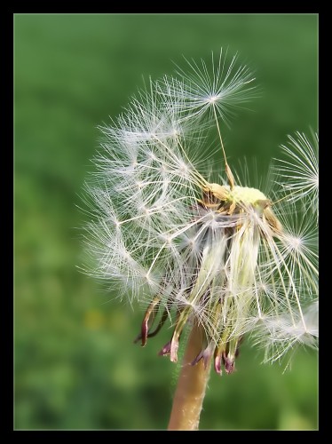 Wallpapers Nature Flowers Fragment