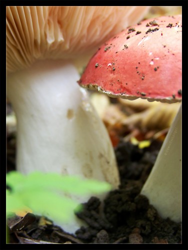 Wallpapers Nature Mushrooms Duo