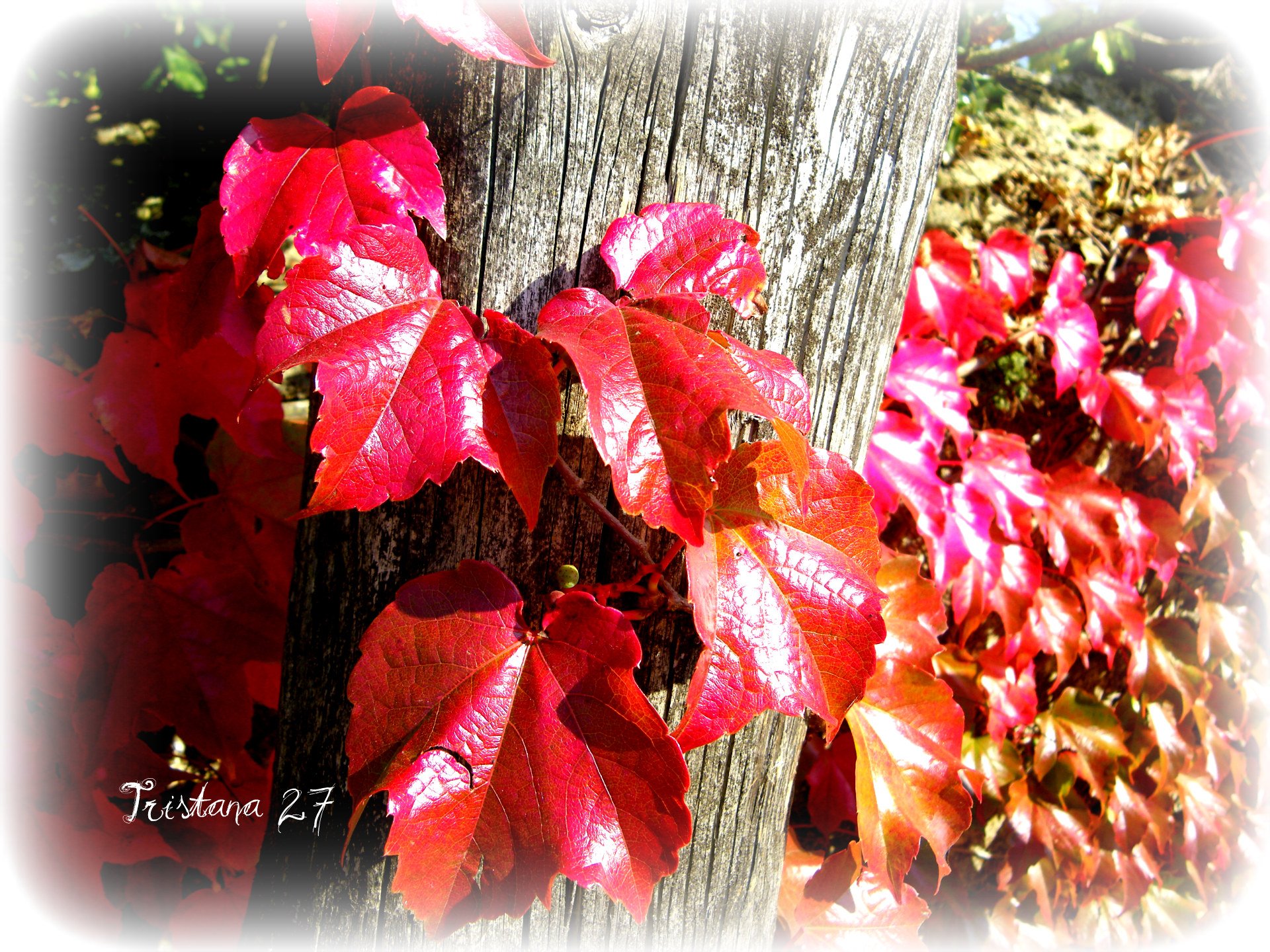 Wallpapers Nature Seasons - Fall Couleurs d'Automne...2