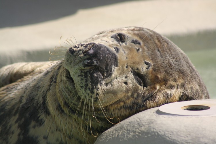 Wallpapers Animals Sealife - Seals Phoque